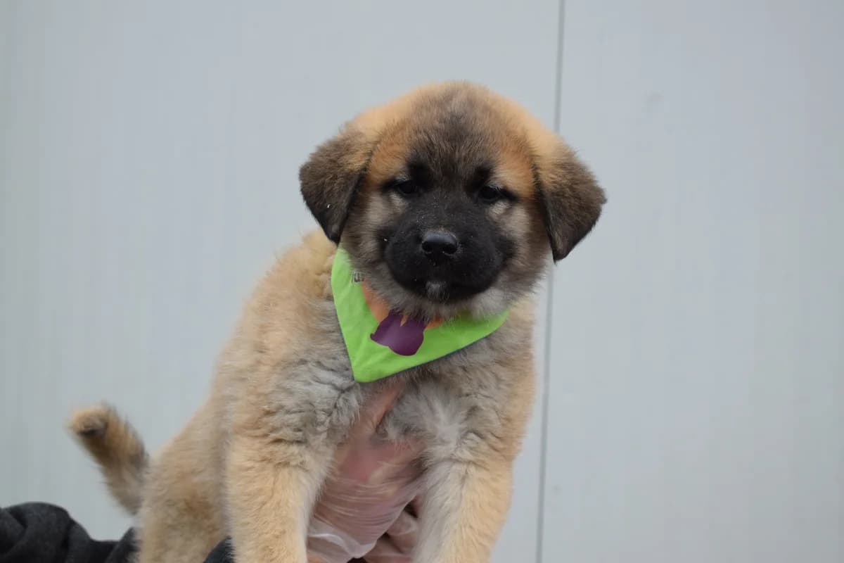 Aileen, female puppy Mixed Breed for adoption at Ein Herz für Streuner e.V., München