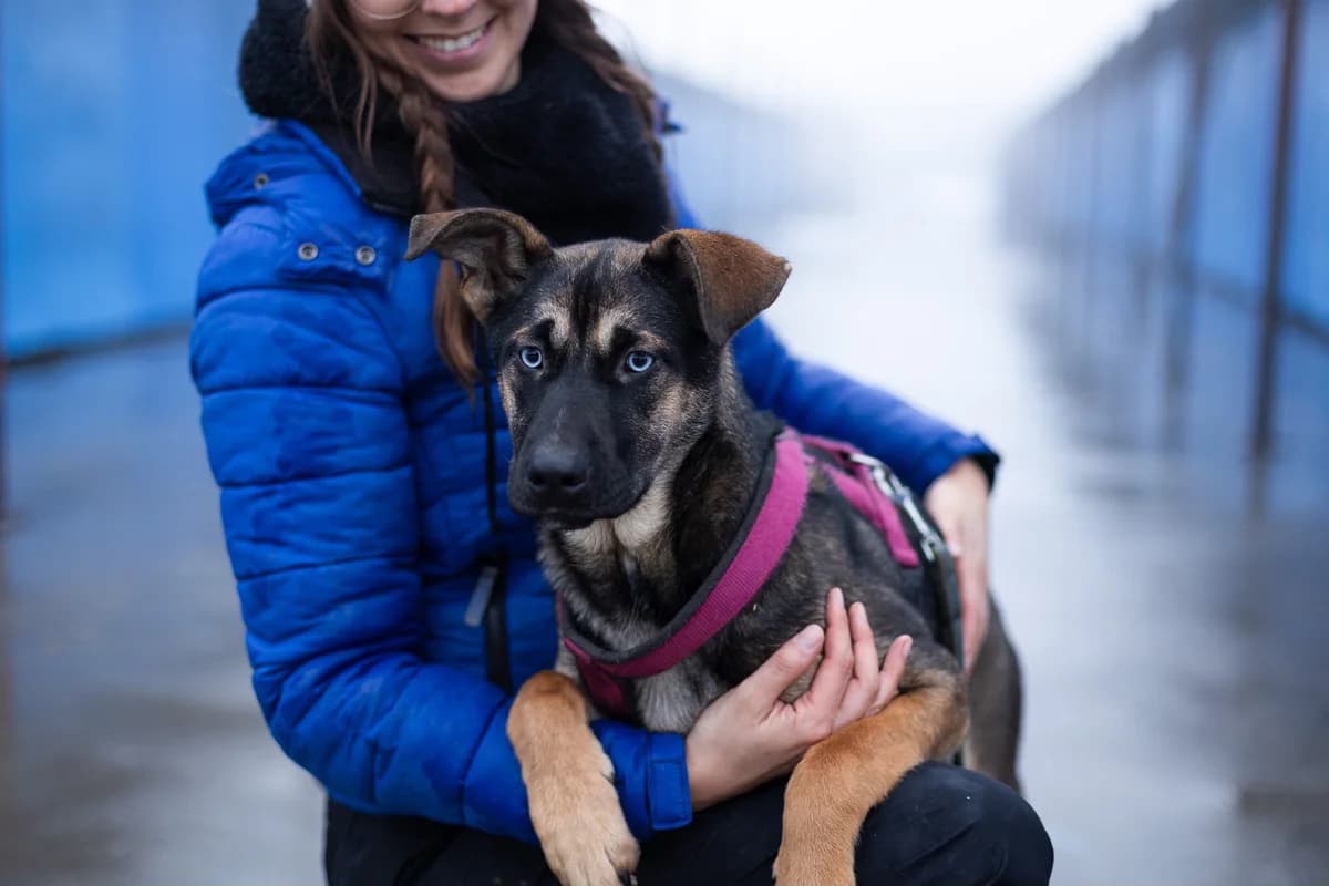 Aili, female puppy Mixed Breed for adoption at Ein Herz für Streuner e.V., München