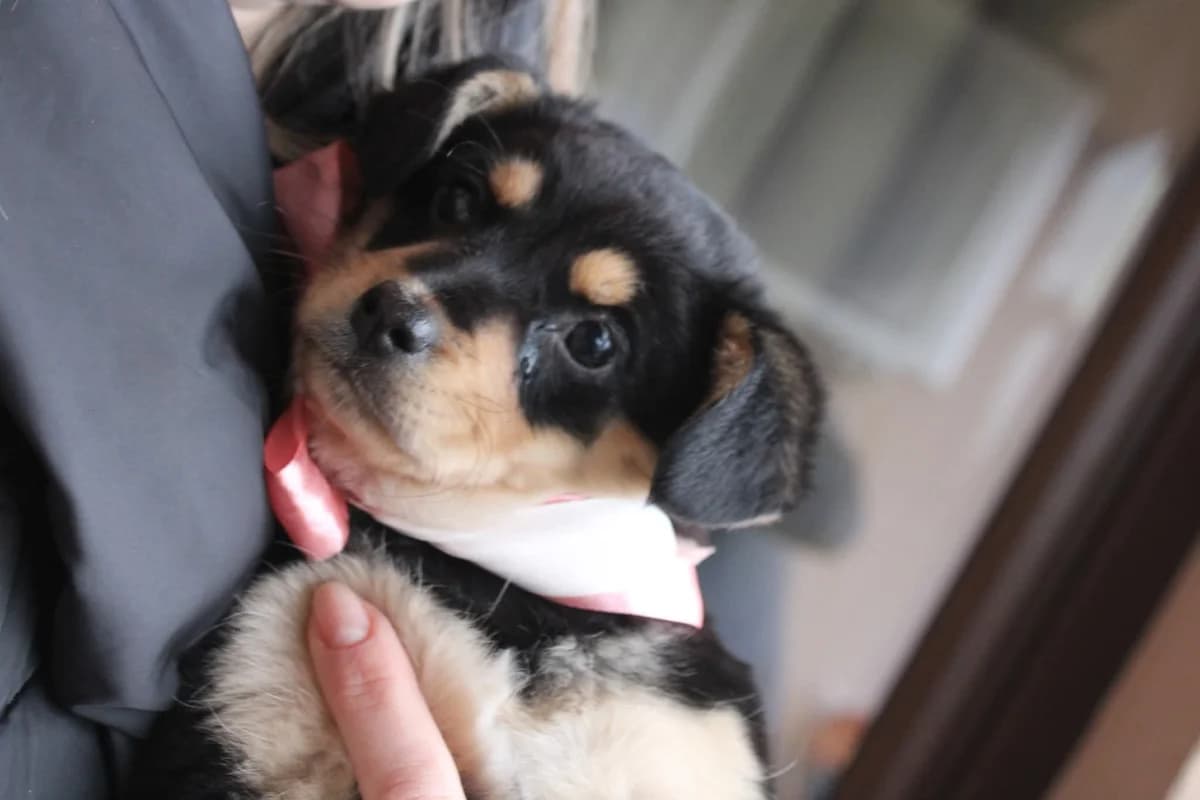 Aimee, schwarz female puppy Mixed Breed for adoption at Ein Herz für Streuner e.V., München