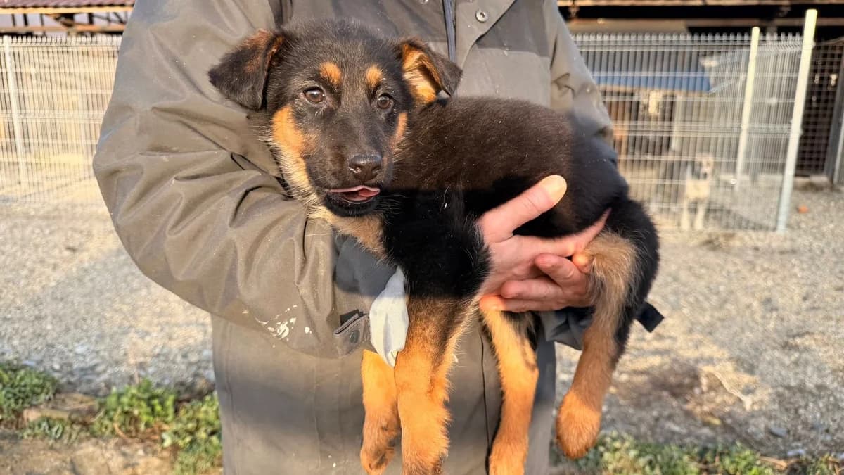 Aimi, female puppy Mixed Breed for adoption at Ein Herz für Streuner e.V., München