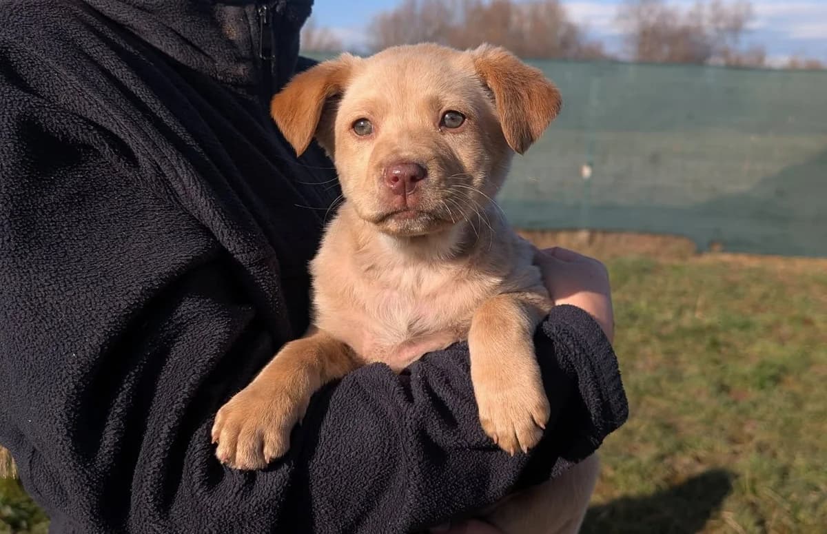 Aims, female puppy Mixed Breed for adoption at Ein Herz für Streuner e.V., München