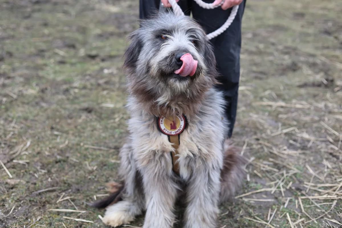 Aina, female 7yo Mixed Breed for adoption at Ein Herz für Streuner e.V., München