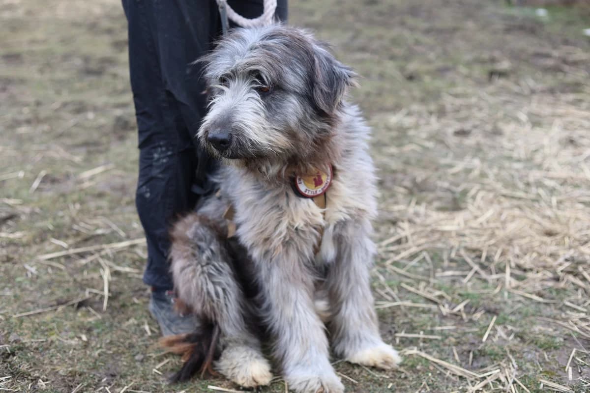 Aina, female 7yo Mixed Breed for adoption at Ein Herz für Streuner e.V., München
