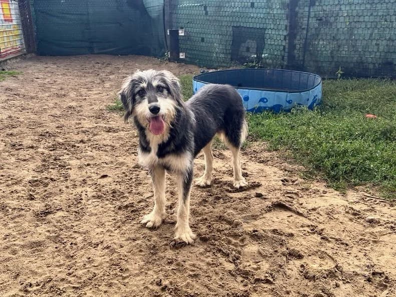 Aina, female 7yo Mixed Breed for adoption at Ein Herz für Streuner e.V., München