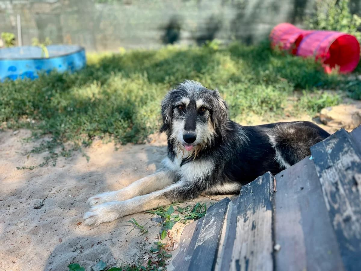 Aina, female 5yo Mixed Breed for adoption at Ein Herz für Streuner e.V., München