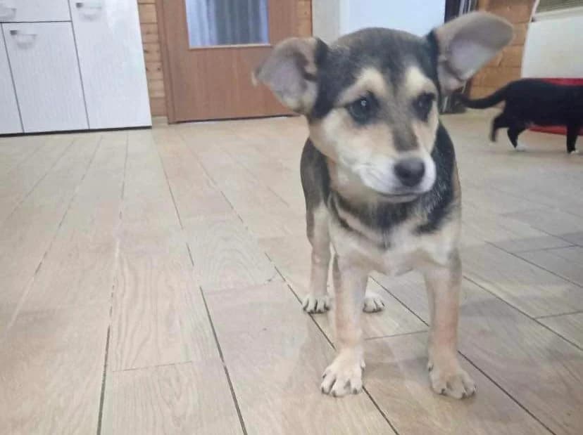 Aino, puppy Mixed Breed for adoption at Ein Herz für Streuner e.V., München