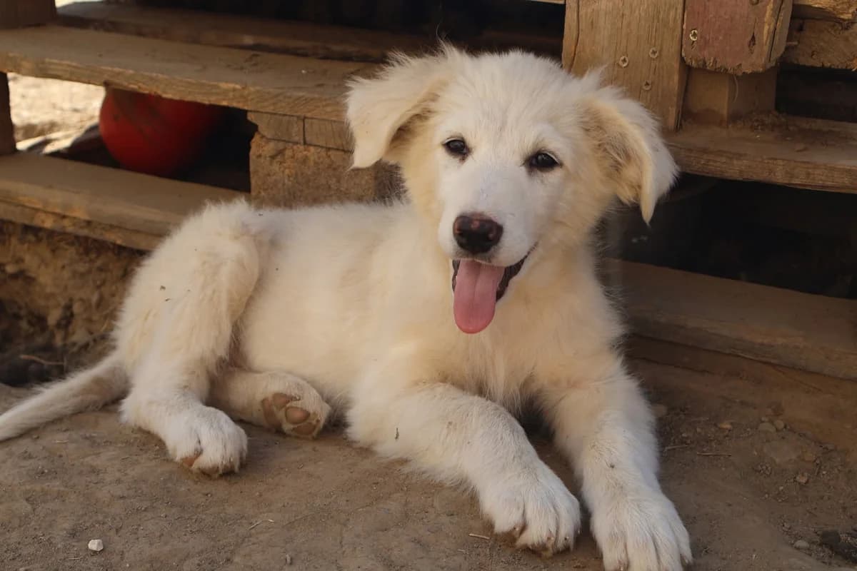 Aiwi, weiß female puppy Mixed Breed for adoption at Ein Herz für Streuner e.V., München