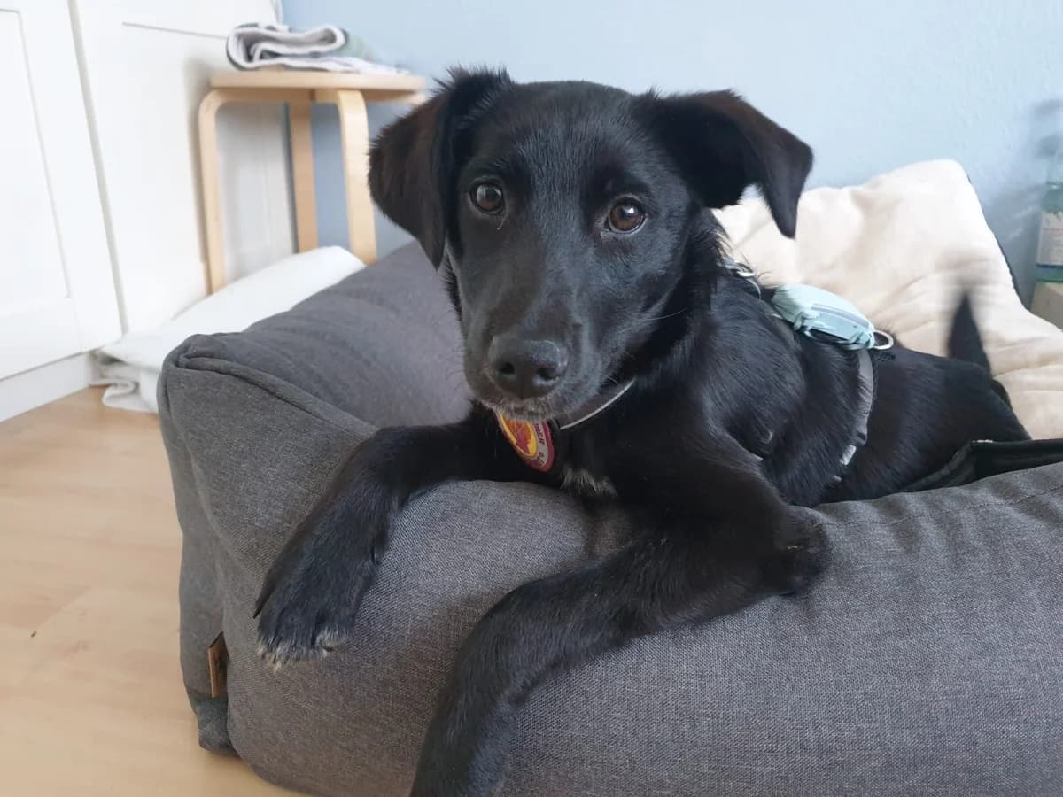 Ajoy, female puppy Mixed Breed for adoption at Ein Herz für Streuner e.V., München