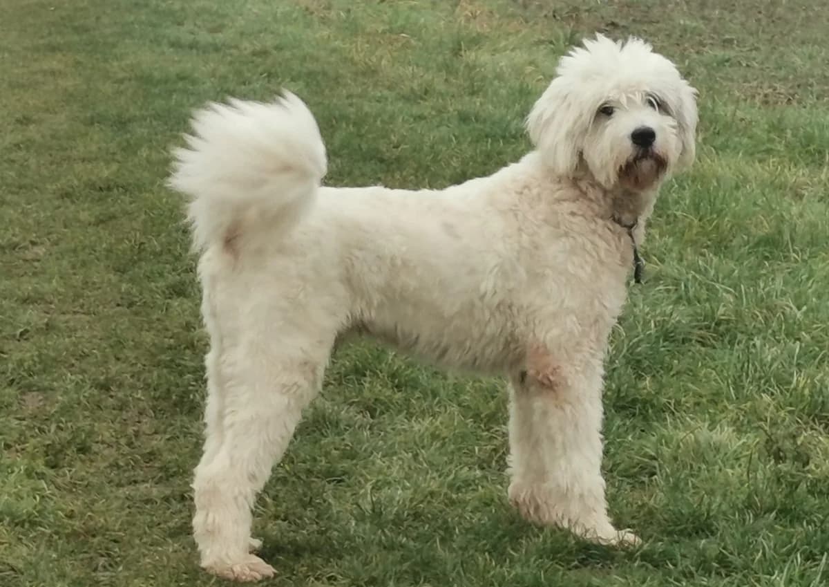 Akai, male 3yo Mixed Breed for adoption at Ein Herz für Streuner e.V., München