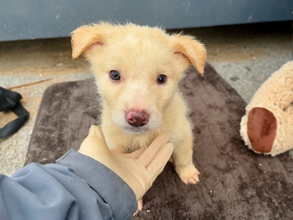 Akari, male puppy Mixed Breed for adoption at Ein Herz für Streuner e.V., München