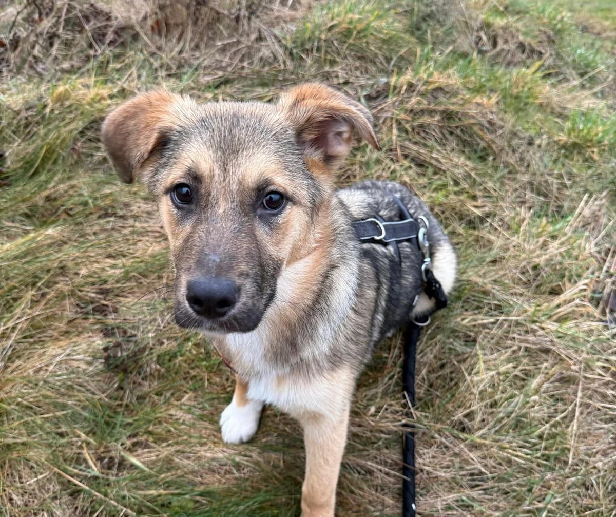 Akashi, female puppy Mixed Breed for adoption at Ein Herz für Streuner e.V., München