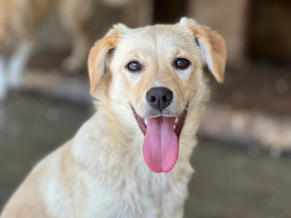 Akeeva, female puppy Mixed Breed for adoption at Ein Herz für Streuner e.V., München