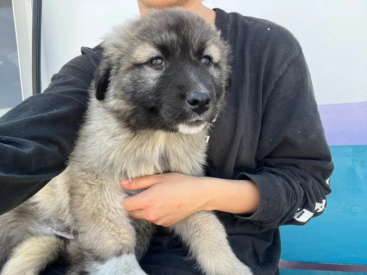 Akeeva, puppy Mixed Breed for adoption at Ein Herz für Streuner e.V., München