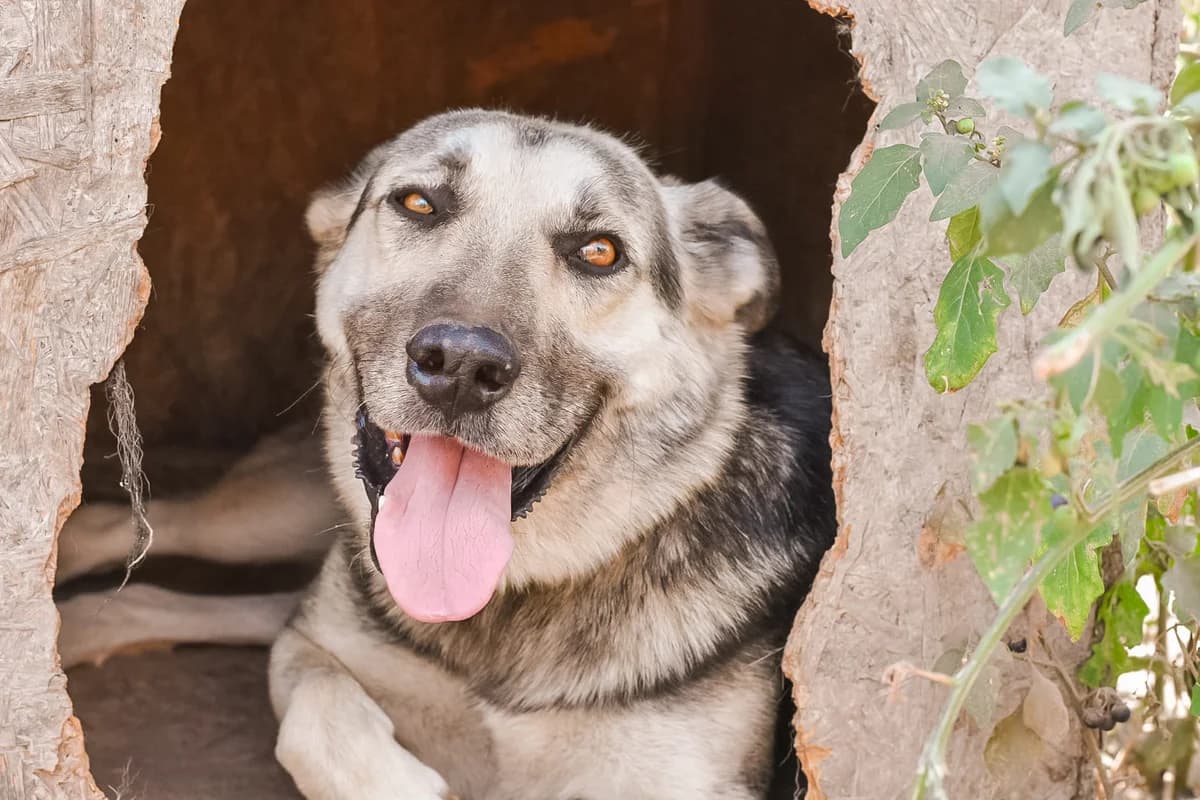 Akela, male 6yo Mixed Breed for adoption at Ein Herz für Streuner e.V., München
