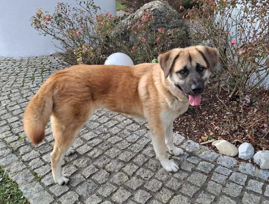 Akemi, weiß female 4yo Mixed Breed for adoption at Ein Herz für Streuner e.V., München