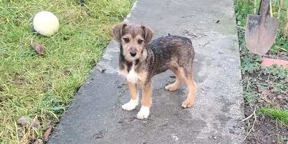 Akimo, male puppy Mixed Breed for adoption at Ein Herz für Streuner e.V., München