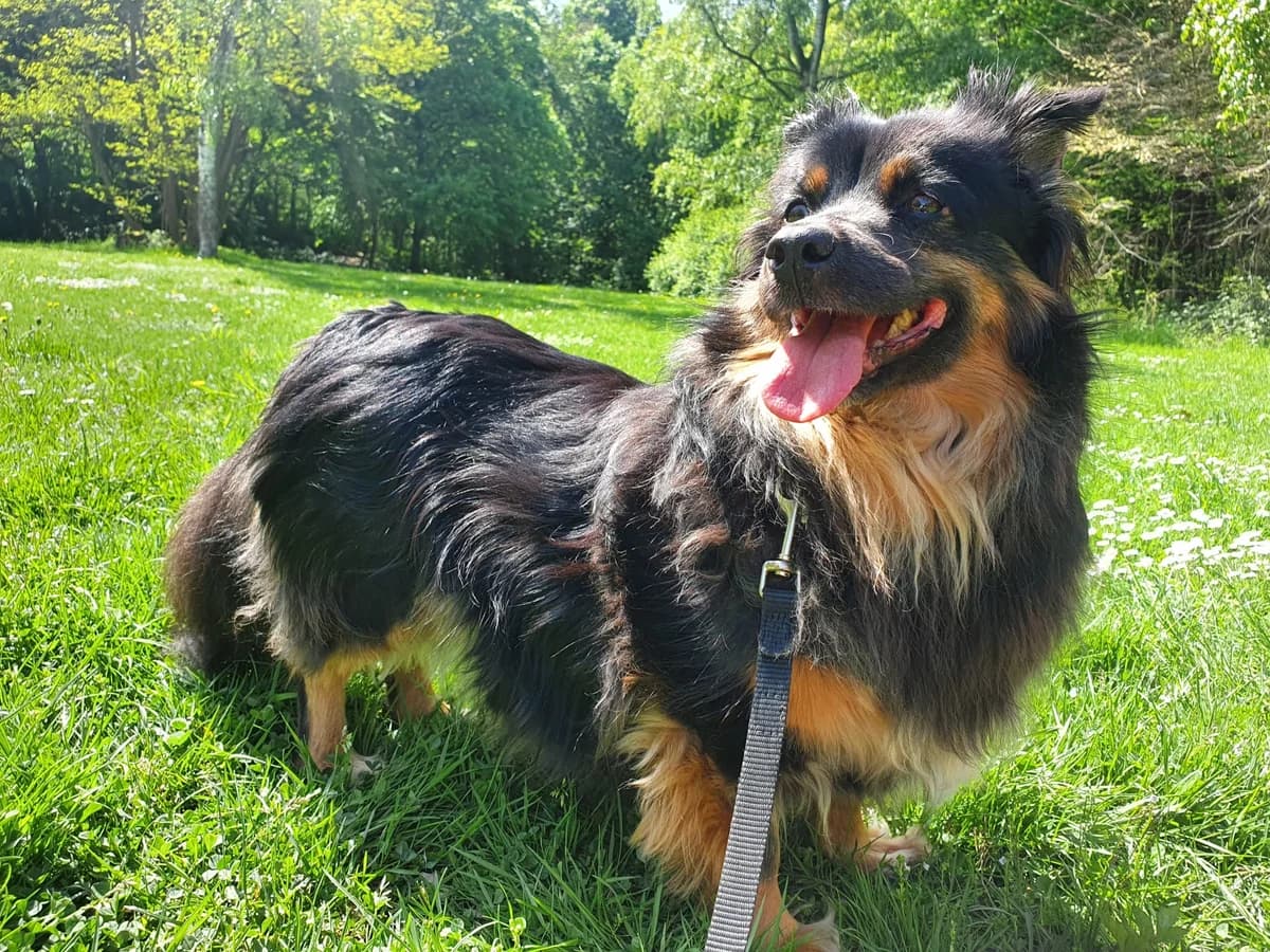 Akio, female 5yo Mixed Breed for adoption at Ein Herz für Streuner e.V., München