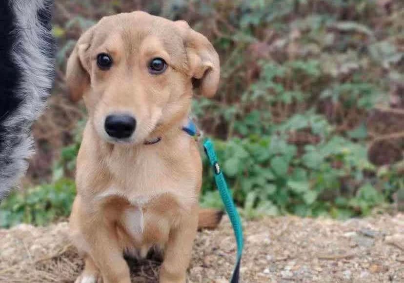 Akira, puppy Mixed Breed for adoption at Ein Herz für Streuner e.V., München