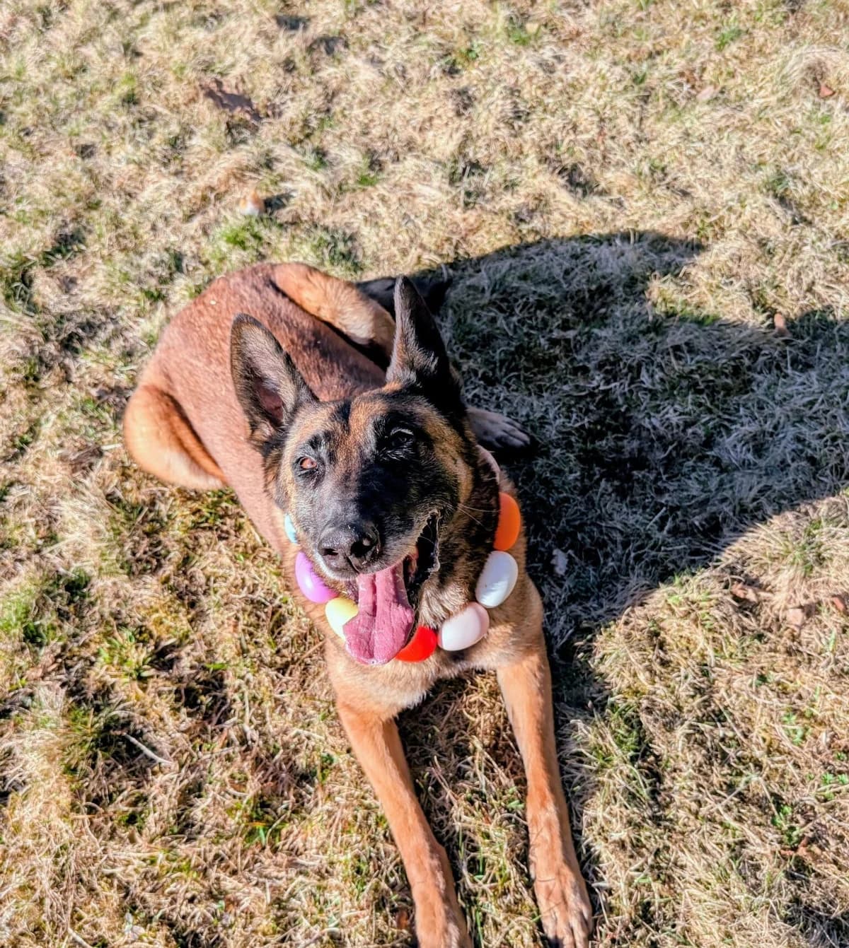 Akira, female senior Mixed Breed for adoption at Ein Herz für Streuner e.V., München