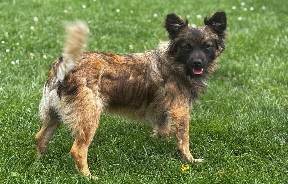 Akoni, male young Mixed Breed for adoption at Ein Herz für Streuner e.V., München
