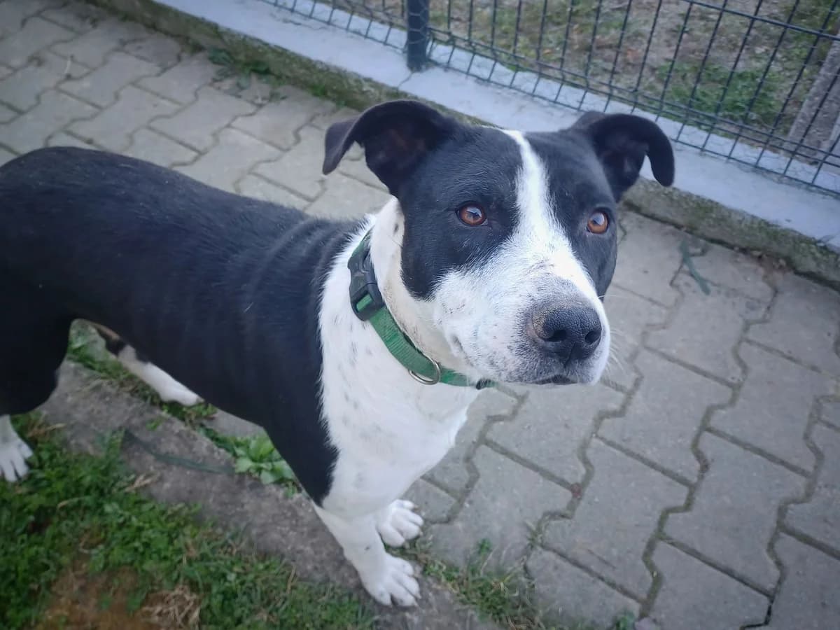 Akota, schwarz female 5yo Mixed Breed for adoption at Ein Herz für Streuner e.V., München
