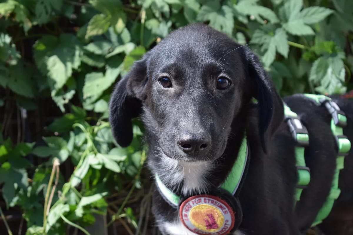 Akumara, female puppy Mixed Breed for adoption at Ein Herz für Streuner e.V., München