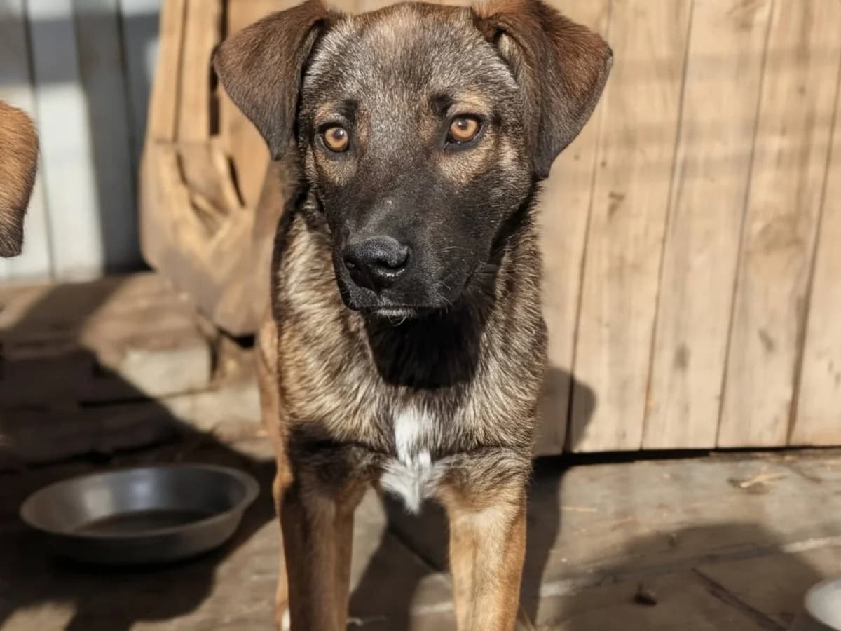 Aladdin, male puppy Mixed Breed for adoption at Ein Herz für Streuner e.V., München