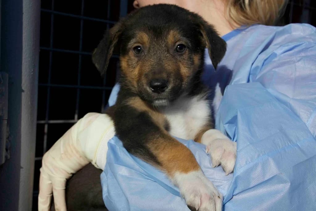 Alan, schwarz male puppy Mixed Breed for adoption at Ein Herz für Streuner e.V., München