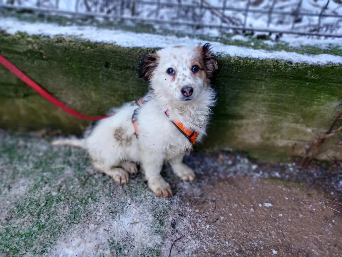 Alana, female puppy Mixed Breed for adoption at Ein Herz für Streuner e.V., München