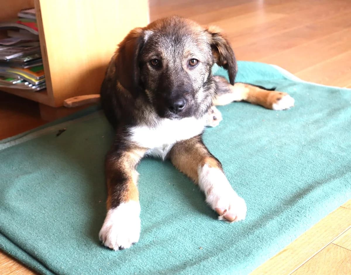 Alana, weiß female puppy Mixed Breed for adoption at Ein Herz für Streuner e.V., München
