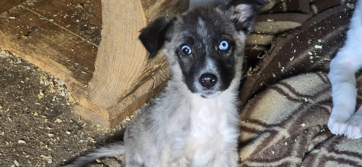 Alania, female puppy Mixed Breed for adoption at Ein Herz für Streuner e.V., München