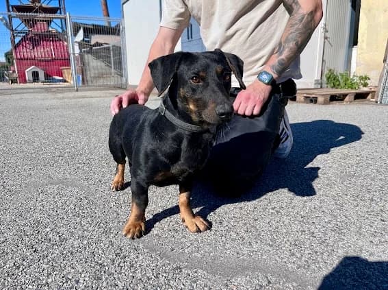 Alano, male 4yo Mixed Breed for adoption at Ein Herz für Streuner e.V., München