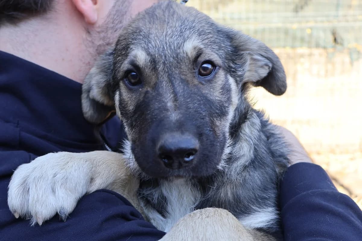 Alaric, male puppy Mixed Breed for adoption at Ein Herz für Streuner e.V., München
