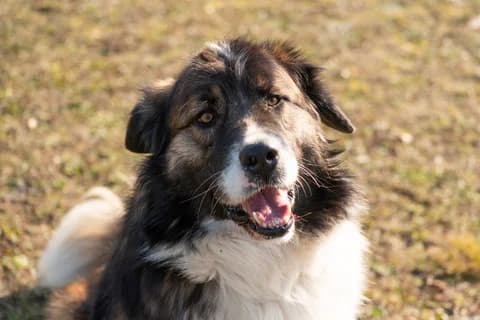 Alaska, male 4yo Mixed Breed for adoption at Ein Herz für Streuner e.V., München