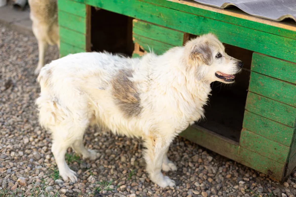 Alastair, male senior Mixed Breed for adoption at Ein Herz für Streuner e.V., München