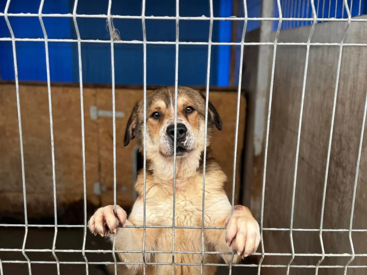 Albert, male 5yo Mixed Breed for adoption at Ein Herz für Streuner e.V., München