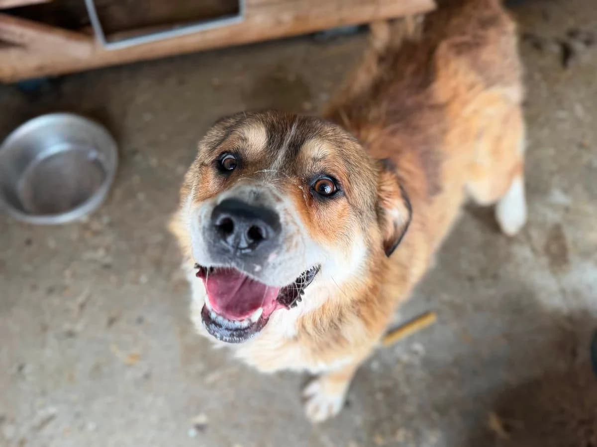 Albert, male 5yo Mixed Breed for adoption at Ein Herz für Streuner e.V., München