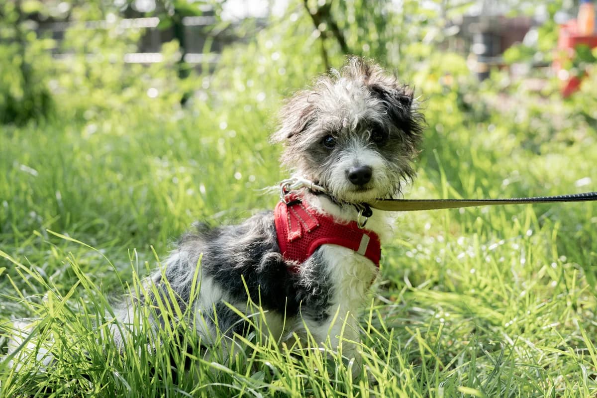 Albert, male puppy Mixed Breed for adoption at Ein Herz für Streuner e.V., München