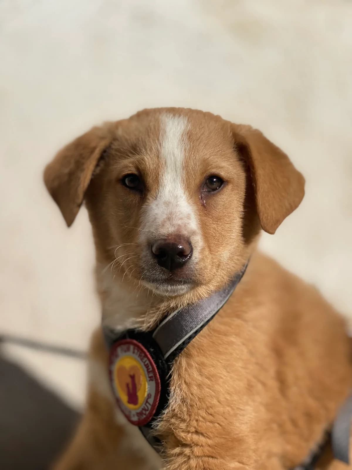 Alberto, weiß male puppy Mixed Breed for adoption at Ein Herz für Streuner e.V., München
