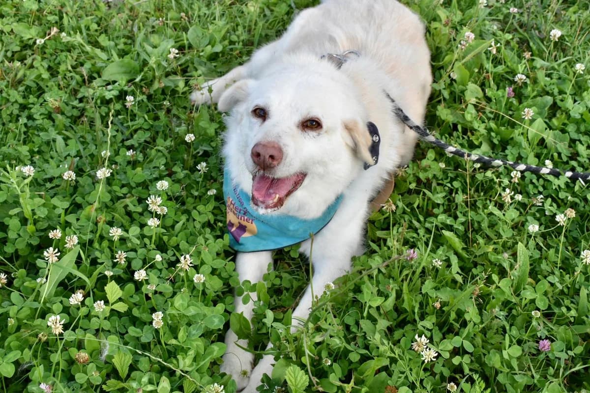 Albino, male senior Mixed Breed for adoption at Ein Herz für Streuner e.V., München