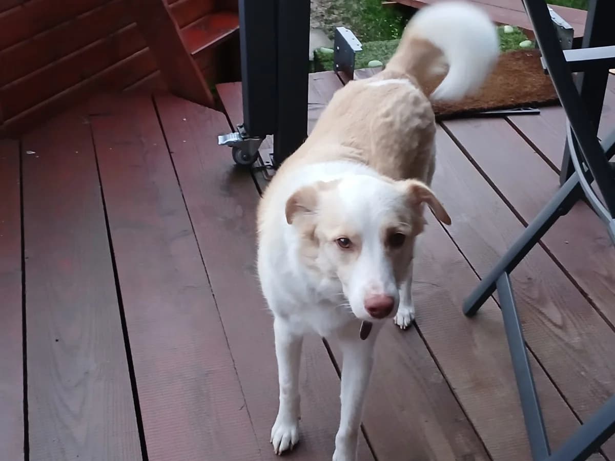 ALBUS, jetzt Finn, male 5yo Mixed Breed for adoption at Ein Herz für Streuner e.V., München