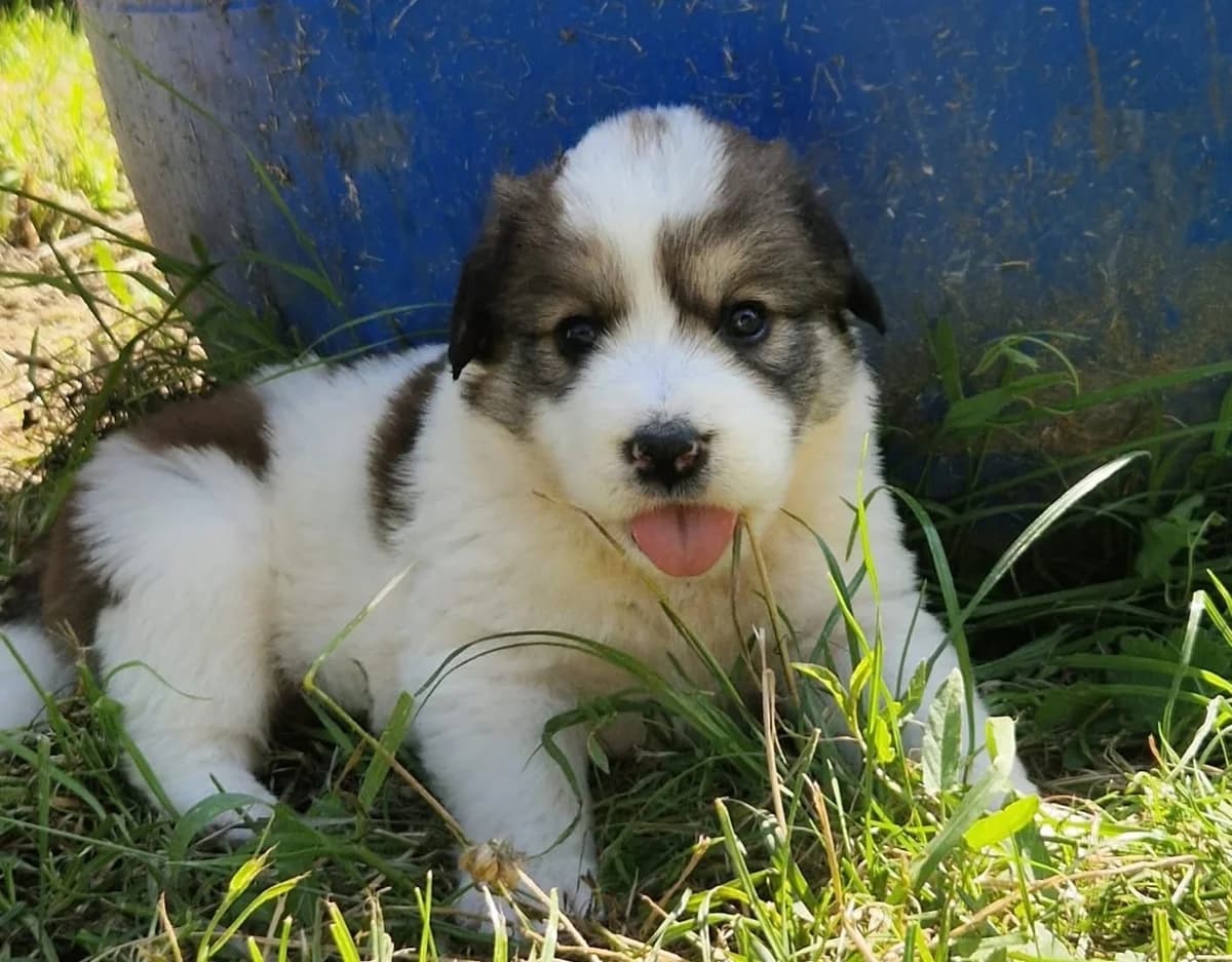 Aldor, male young Mixed Breed for adoption at Ein Herz für Streuner e.V., München