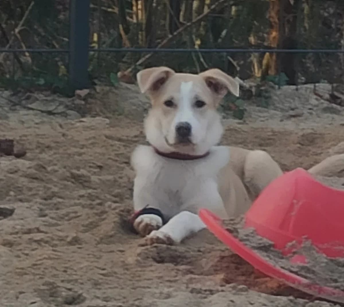 Alejandro, male puppy Mixed Breed for adoption at Ein Herz für Streuner e.V., München