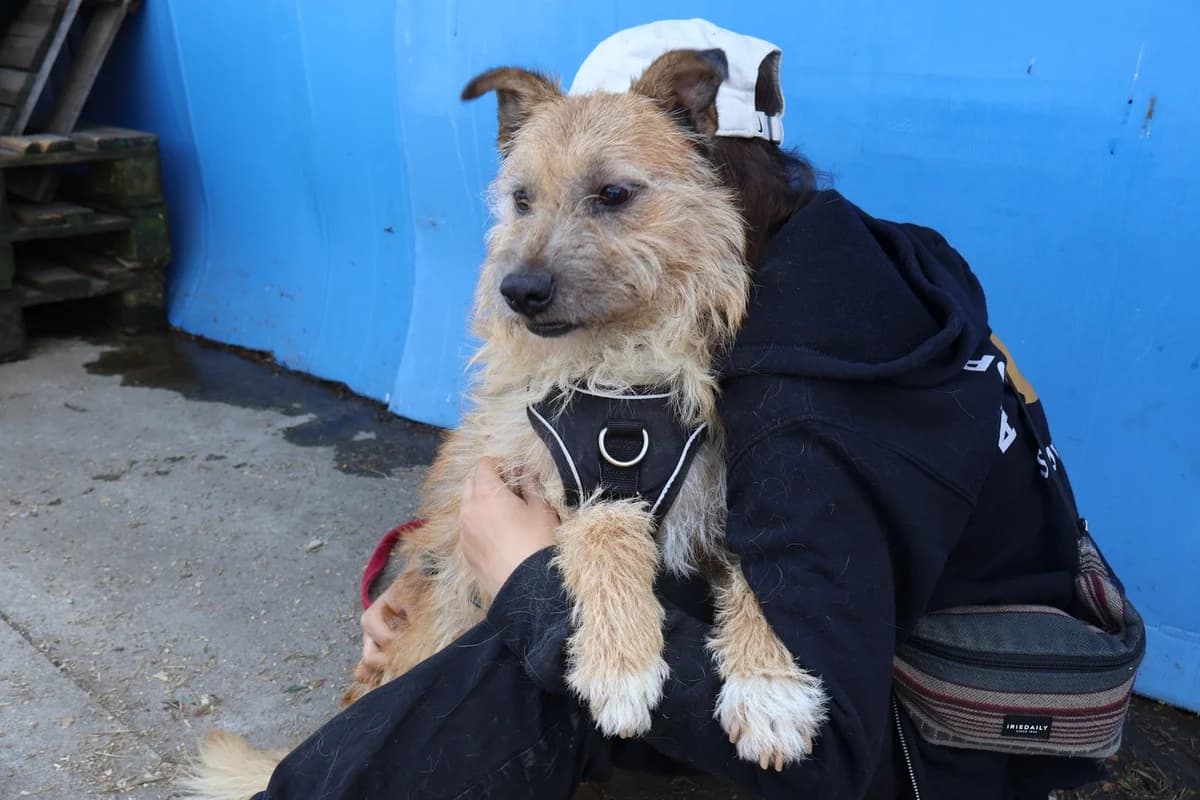 Alejandro, male 7yo Mixed Breed for adoption at Ein Herz für Streuner e.V., München