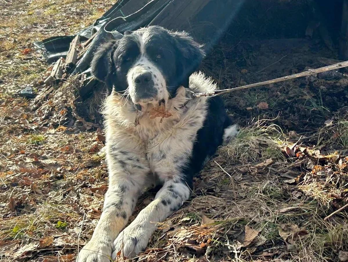 Alek, male 5yo Mixed Breed for adoption at Ein Herz für Streuner e.V., München