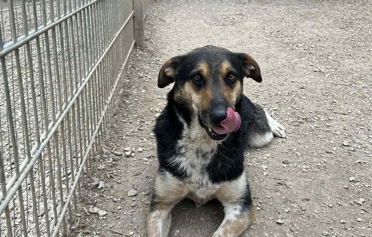 Aleksi, braun male 5yo Mixed Breed for adoption at Ein Herz für Streuner e.V., München