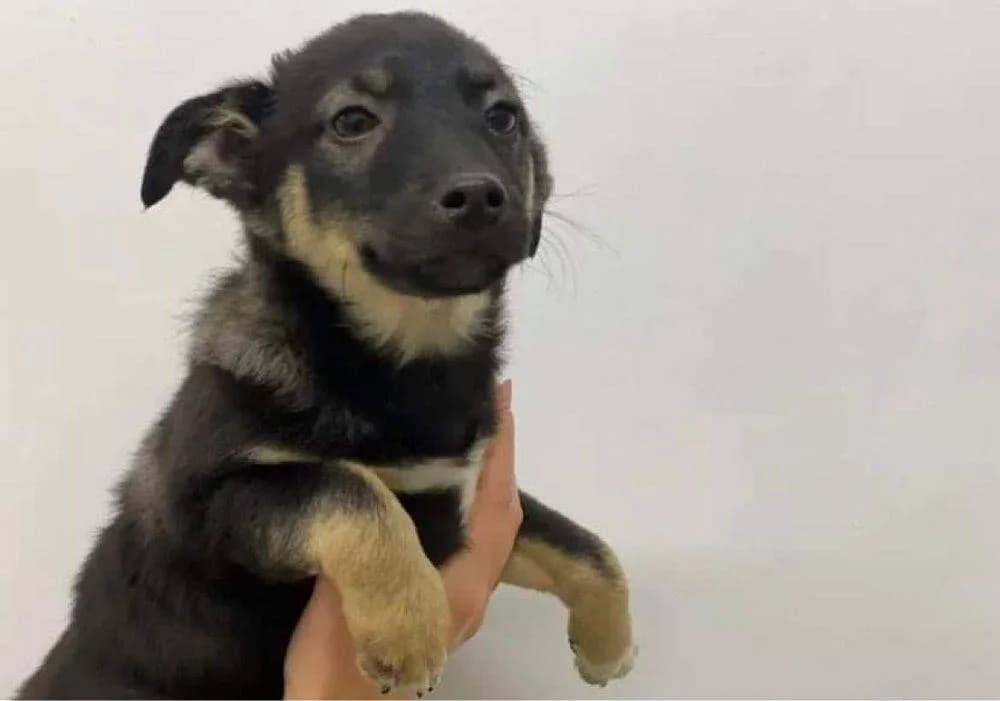 Alenia, schwarz female puppy Mixed Breed for adoption at Ein Herz für Streuner e.V., München