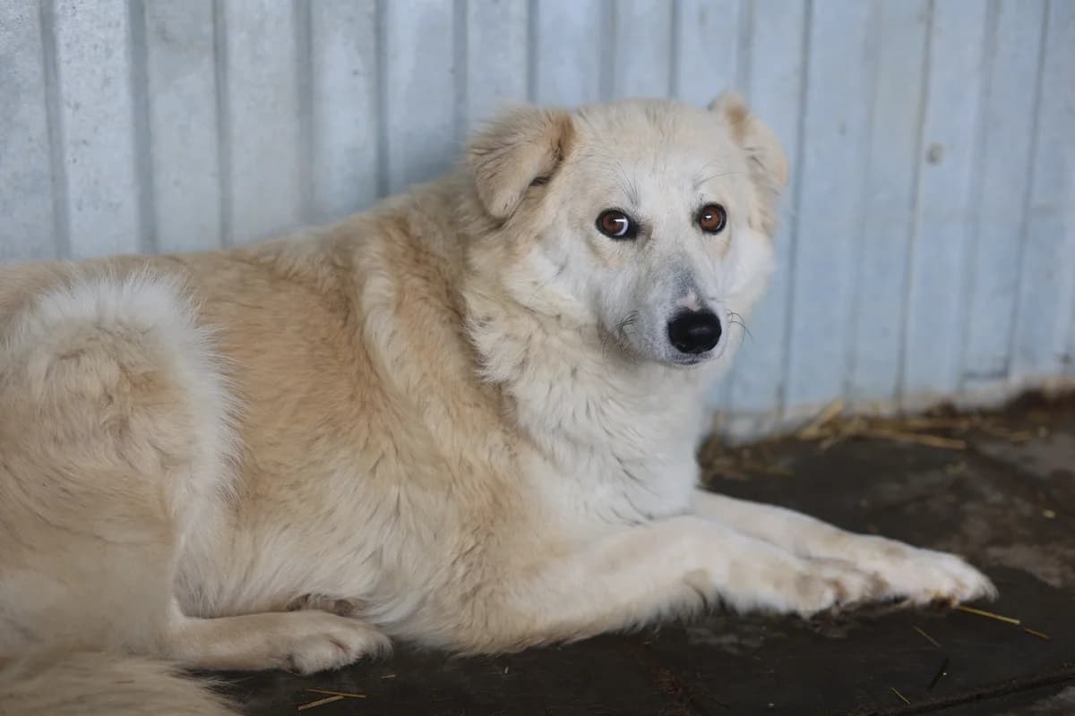 Alessa, female 3yo Mixed Breed for adoption at Ein Herz für Streuner e.V., München