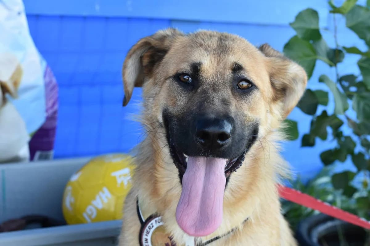 Alexa, female young Mixed Breed for adoption at Ein Herz für Streuner e.V., München