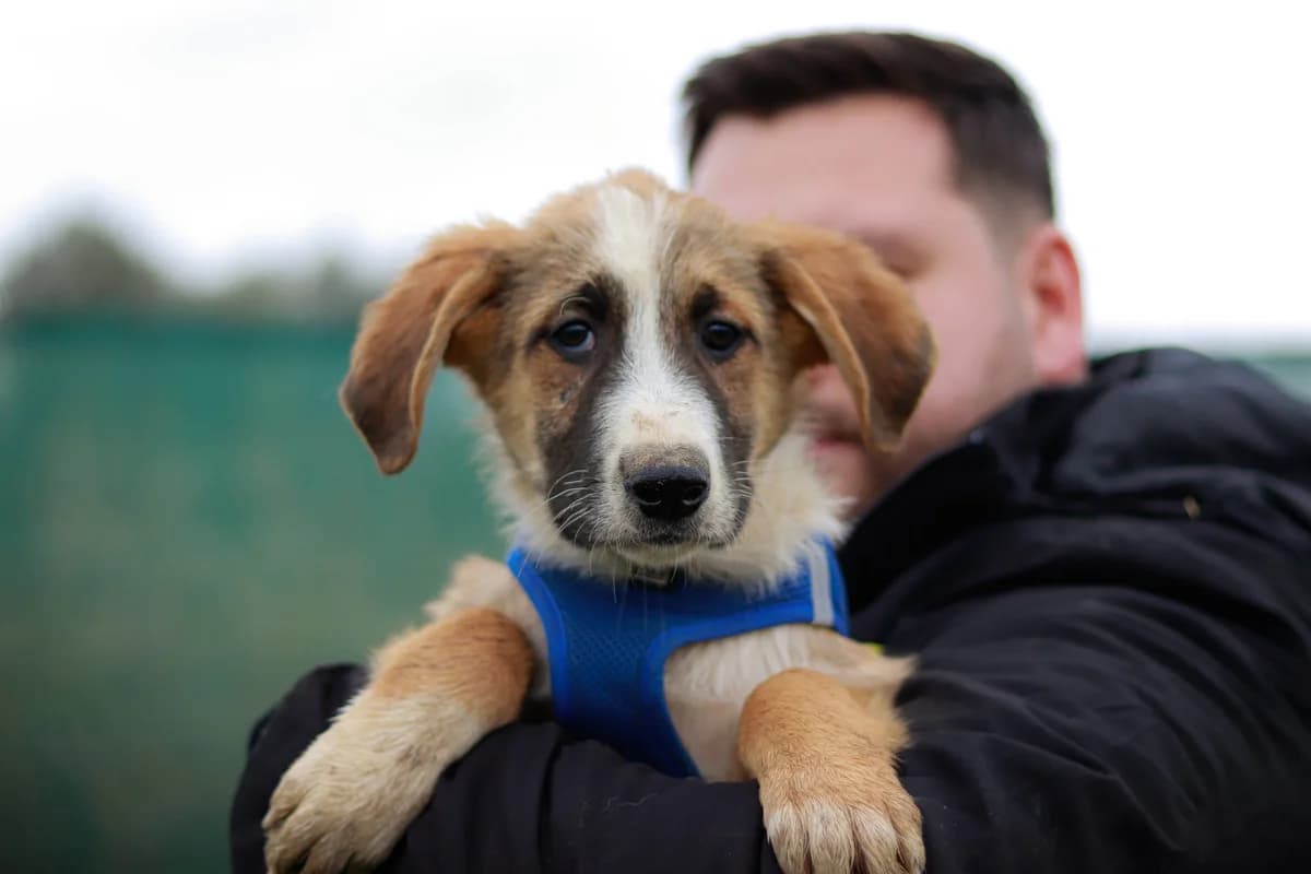 Alf, hellbraun male puppy Mixed Breed for adoption at Ein Herz für Streuner e.V., München
